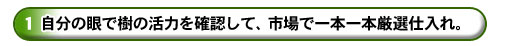 １．自分の眼で樹の活力を確認して、市場で一本一本厳選仕入れ。(那須・友部・東金)